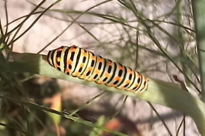 <i>Papilio machaon</i>