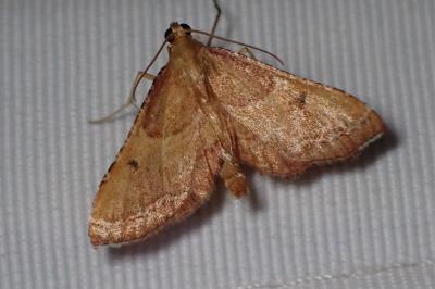 <i>Endotricha flammealis</i>