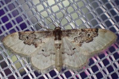<i>Idaea rusticata</i>