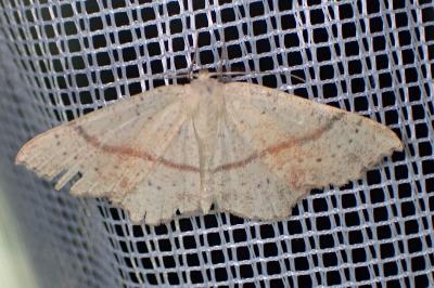 <i>Cyclophora punctaria</i>