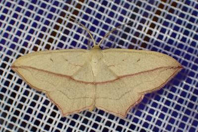 Timandra comae
