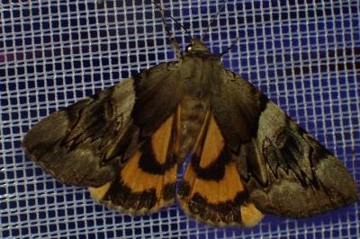 <i>Catocala fulminea</i>