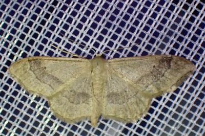 <i>Idaea aversata</i>