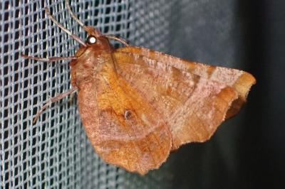 <i>Selenia dentaria</i>