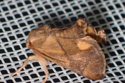 <i>Apoda limacodes</i>
