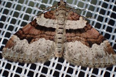 <i>Xanthorhoe designata</i>
