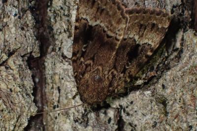 <i>Amphipyra pyramidea</i>