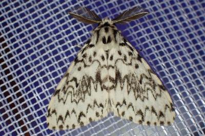 <i>Lymantria monacha</i>