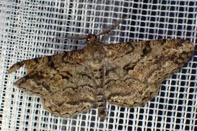<i>Peribatodes rhomboidaria</i>