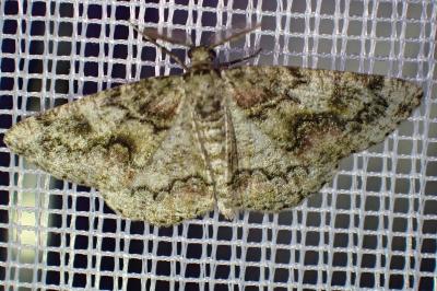 <i>Cleorodes lichenaria</i>