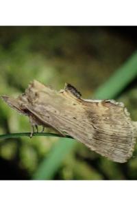 <i>Pterostoma palpina</i>