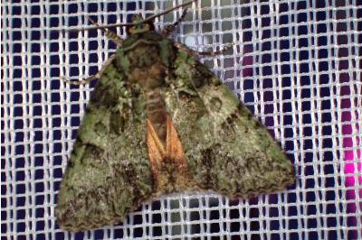 <i>Polyphaenis sericata</i>