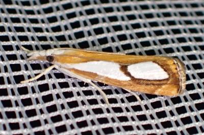 <i>Catoptria pinella</i>