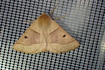 Crocallis elinguaria