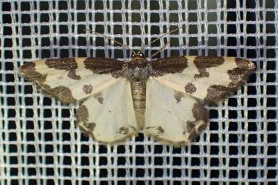<i>Lomaspilis marginata</i>