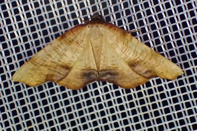 <i>Plagodis dolabraria</i>