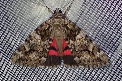 <i>Catocala promissa</i>