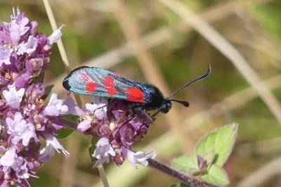 <i>Zygaena filipendulae</i>