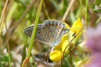 <i>Polyommatus icarus</i>