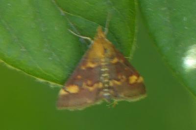 <i>Pyrausta purpuralis</i>
