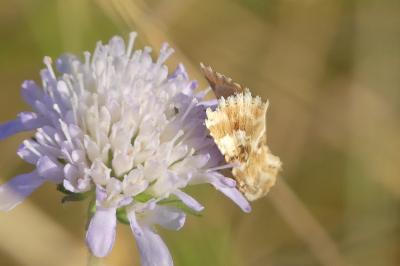 <i>Eremobia ochroleuca</i>
