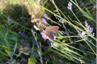 <i>Aricia agestis</i>