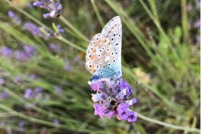 <i>Polyommatus icarus</i>