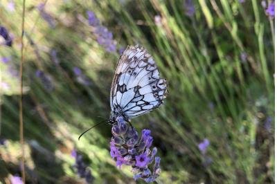 <i>Melanargia galathea</i>