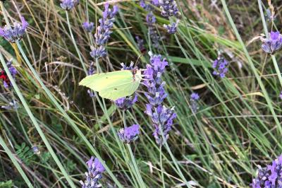 <i>Gonepteryx rhamni</i>