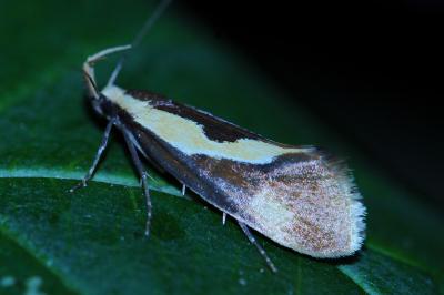 <i>Harpella forficella</i>
