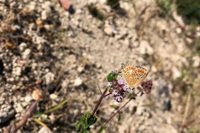 <i>Aricia agestis</i>