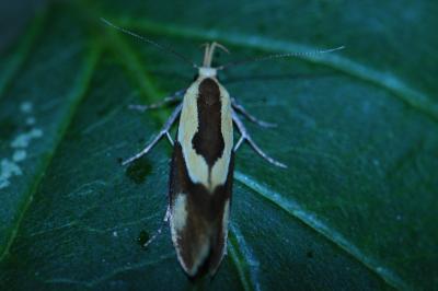 <i>Harpella forficella</i>