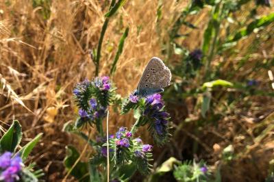 <i>Polyommatus icarus</i>