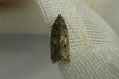 Hofmannophila pseudospretella