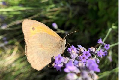 Maniola jurtina