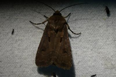 <i>Agrotis exclamationis</i>