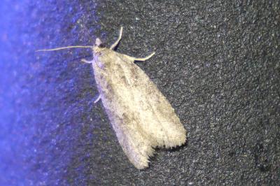 <i>Cnephasia</i>