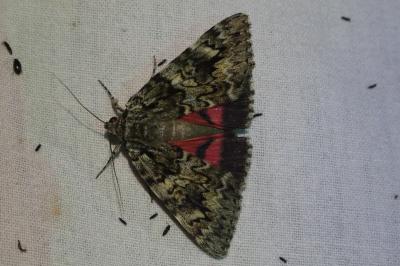 <i>Catocala promissa</i>