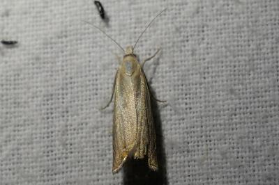 <i>Chrysoteuchia culmella</i>