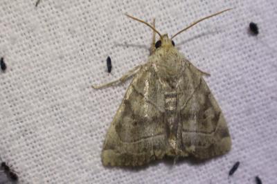 <i>Cosmia trapezina</i>