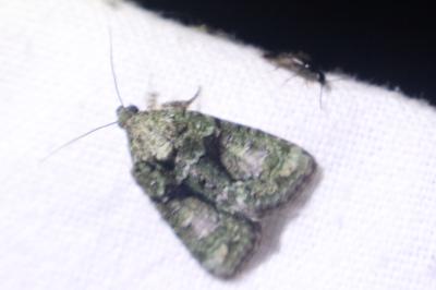 <i>Cryphia algae</i>