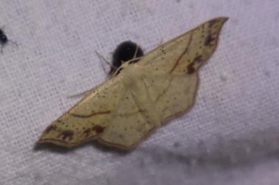 <i>Cyclophora punctaria</i>