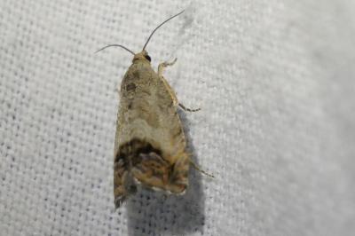<i>Cydia fagiglandana/splendana</i>