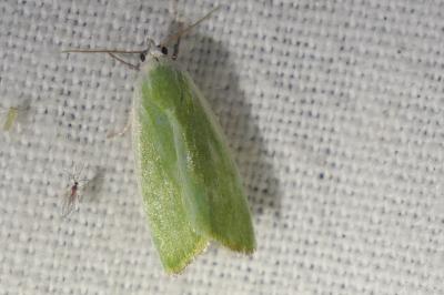 <i>Earias clorana</i>