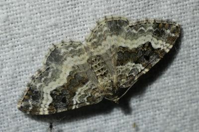 <i>Epirrhoe alternata</i>