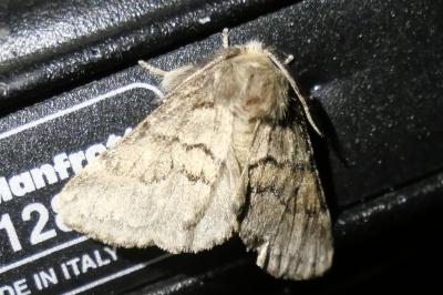 <i>Gluphisia crenata</i>