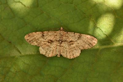<i>Peribatodes rhomboidaria</i>