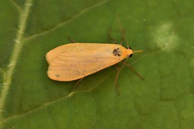 <i>Wittia sororcula</i>