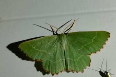 <i>Thalera fimbrialis</i>