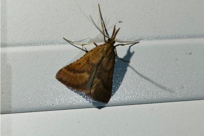 <i>Synaphe punctalis</i>